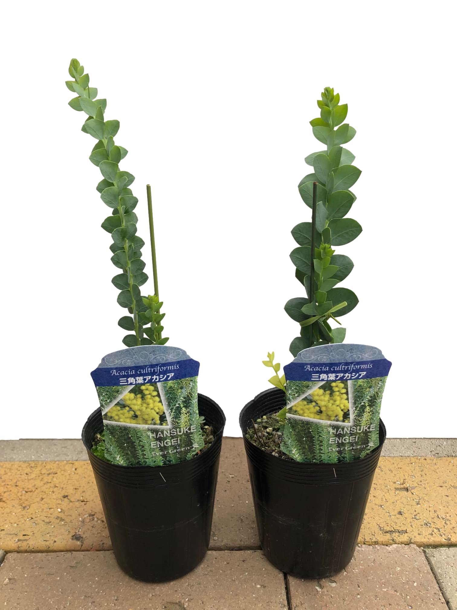 Amazon.co.jp: ドライフラワーにもなる 花 ミモザの花【三角葉アカシア