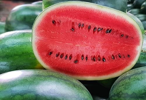 Miniatura 3 de Cal Sweet Supreme Semillas de sandía para plantar, más de 125 semillas tradicionales y sin OMG por paquete, (semillas de jardín de Isla), nombre