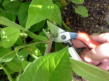 Okatsune 101 7-inch Bypass Pruners, Small (One Pack)
