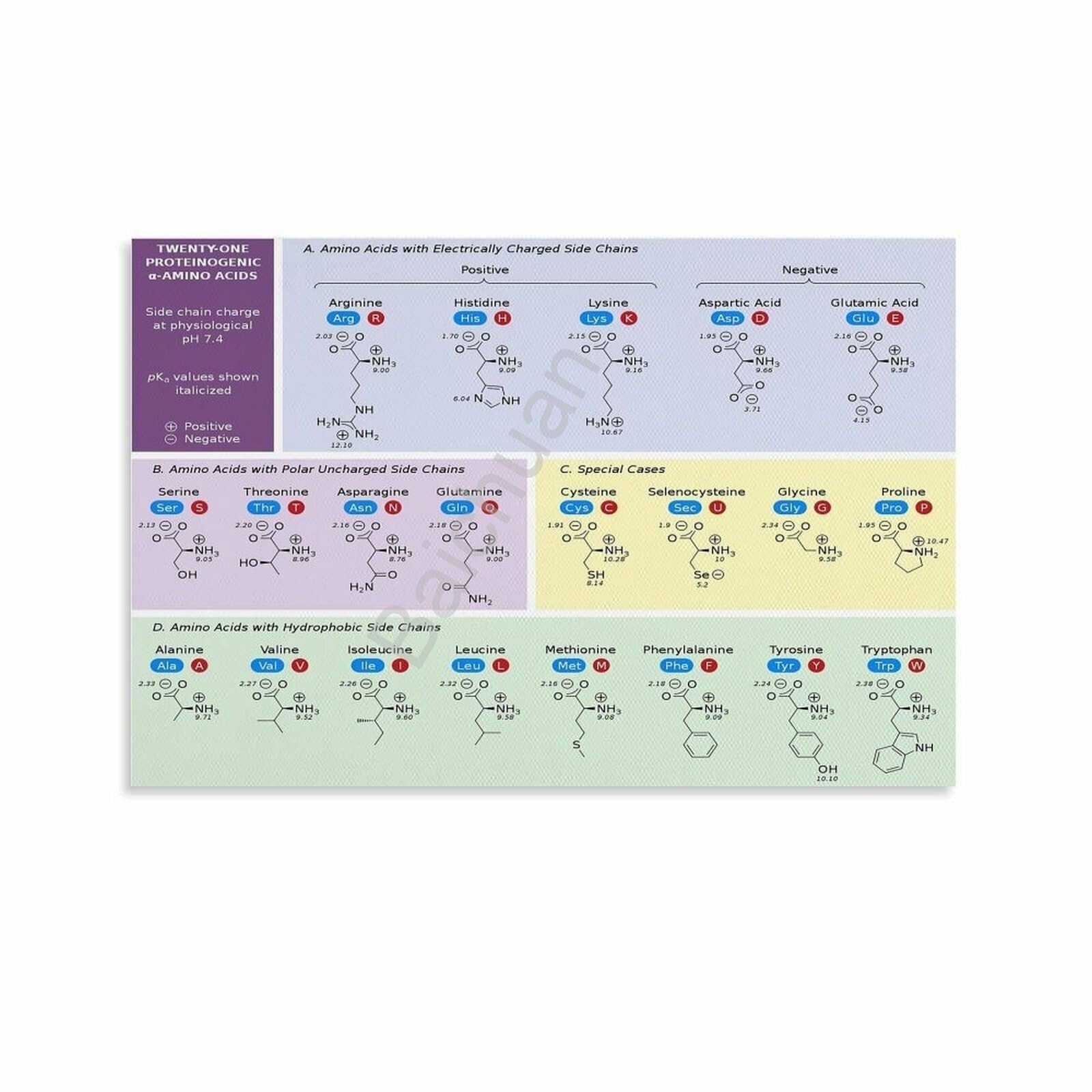 RNUMLIGH Science Decor Canvas Print Genetic Code for Amino Acids Biology Chart Poster for Home Office Library