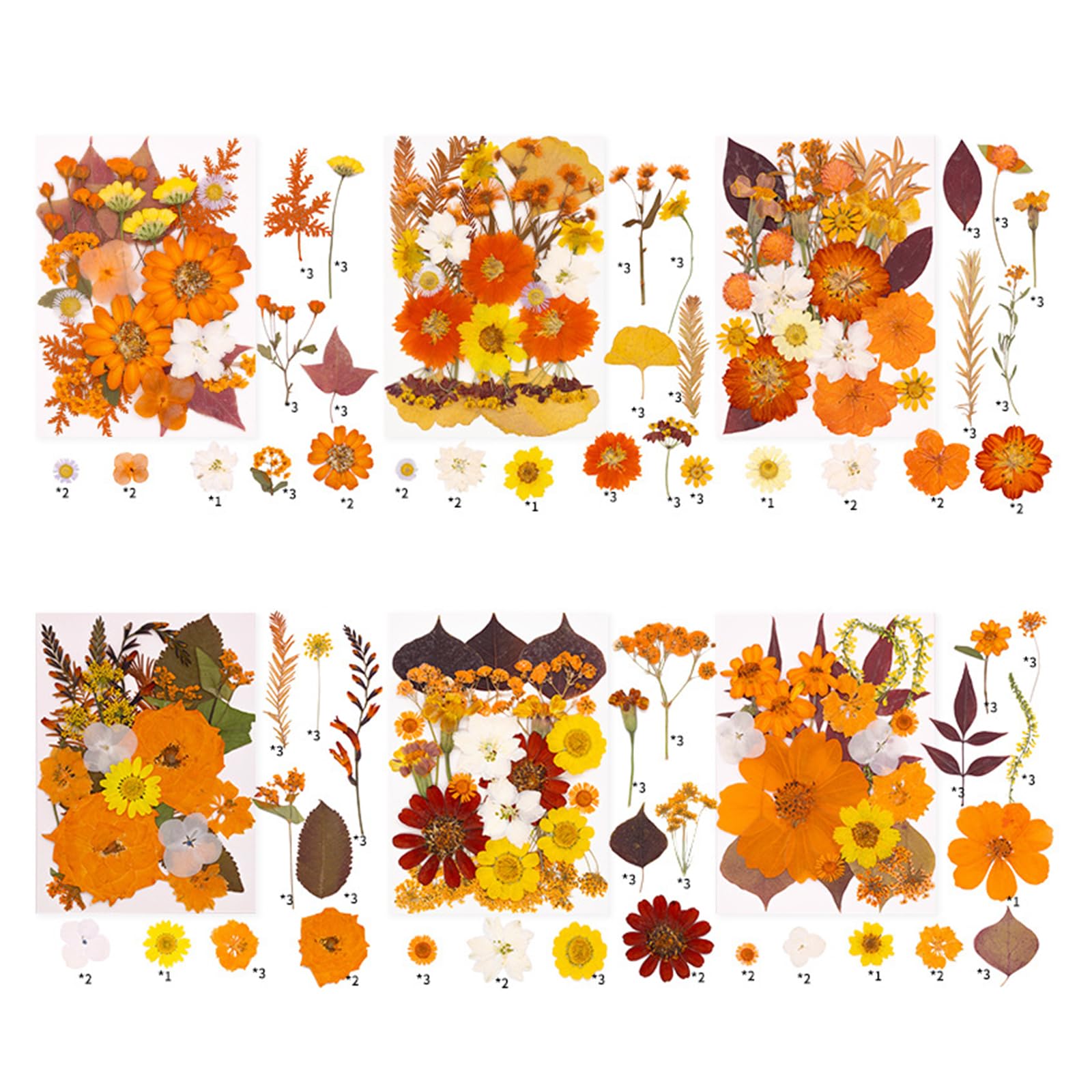 Kalttoy Autumn Harvest Pressed Plant Natural Dried Flower Tool for Artistic Creation Home Decoration Projects Natural Dried Leaves