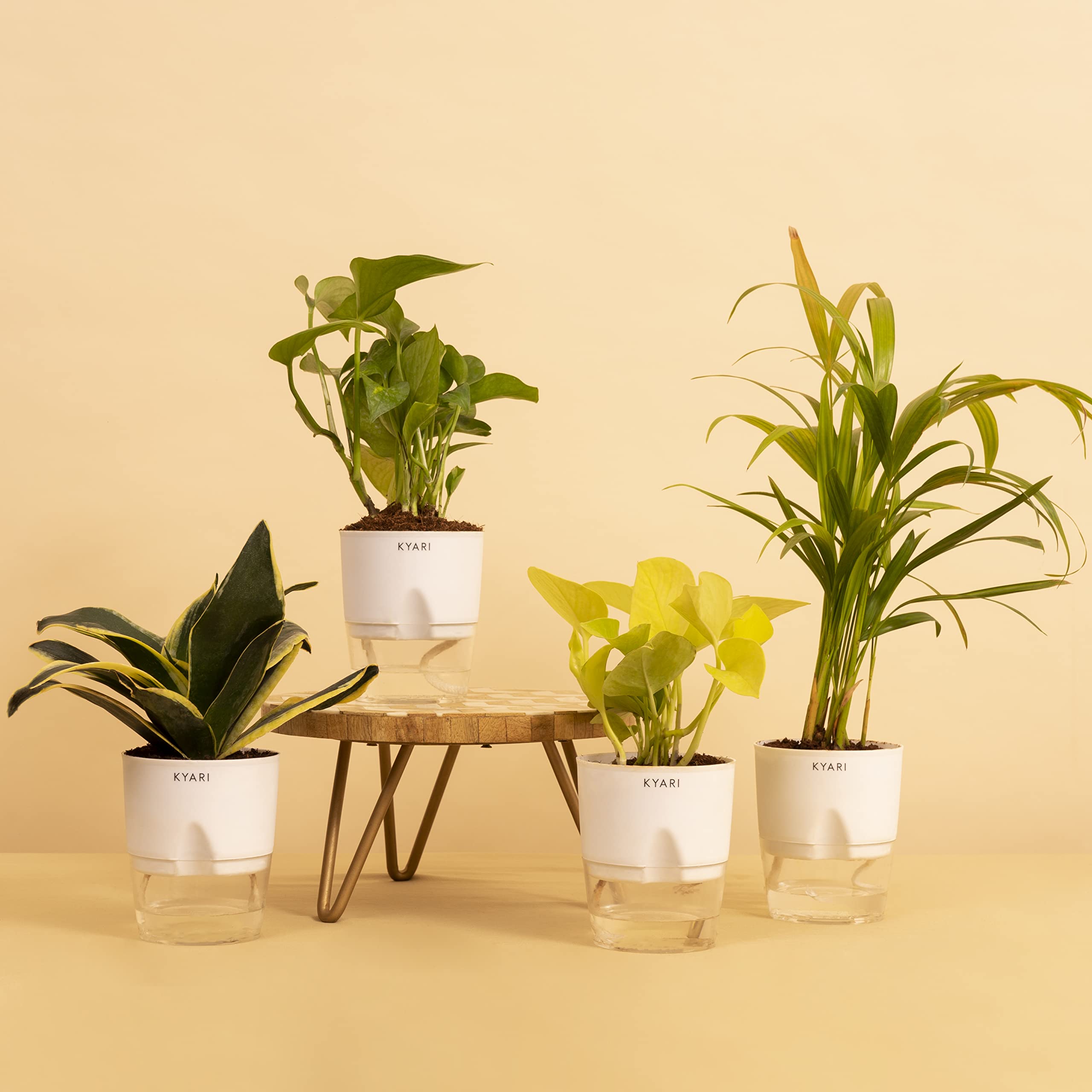 KYARI Combo of Money variegated, Golden Money, Sansevieria Golden Hahnii, Snake, Areca Palm Live Indoor Plant with White Self-Watering Pot, Best for Living Room (Set of 4) (B0BTPFZN9J) Amazon Price History, Amazon Price Tracker