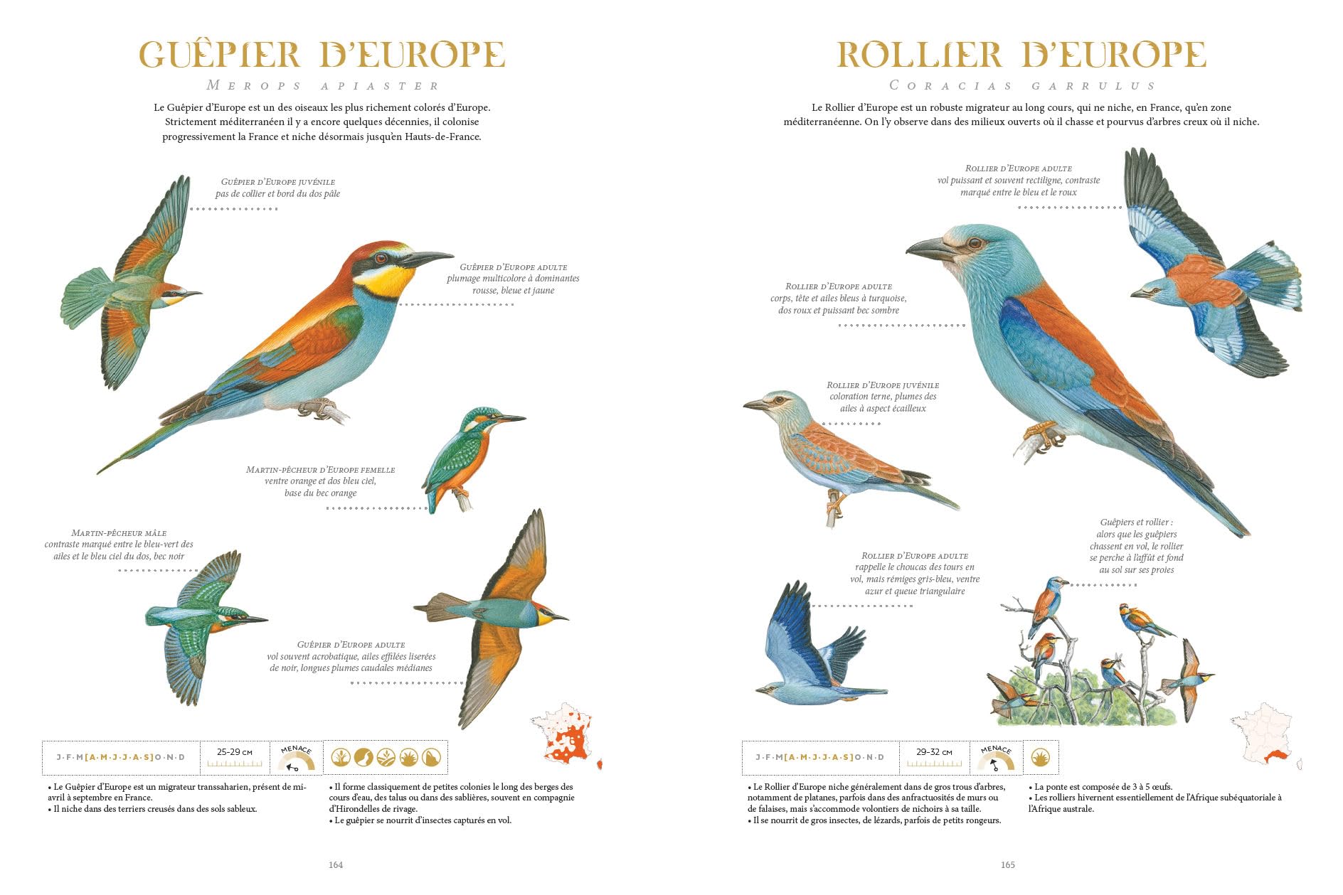Le grand album des Oiseaux de France