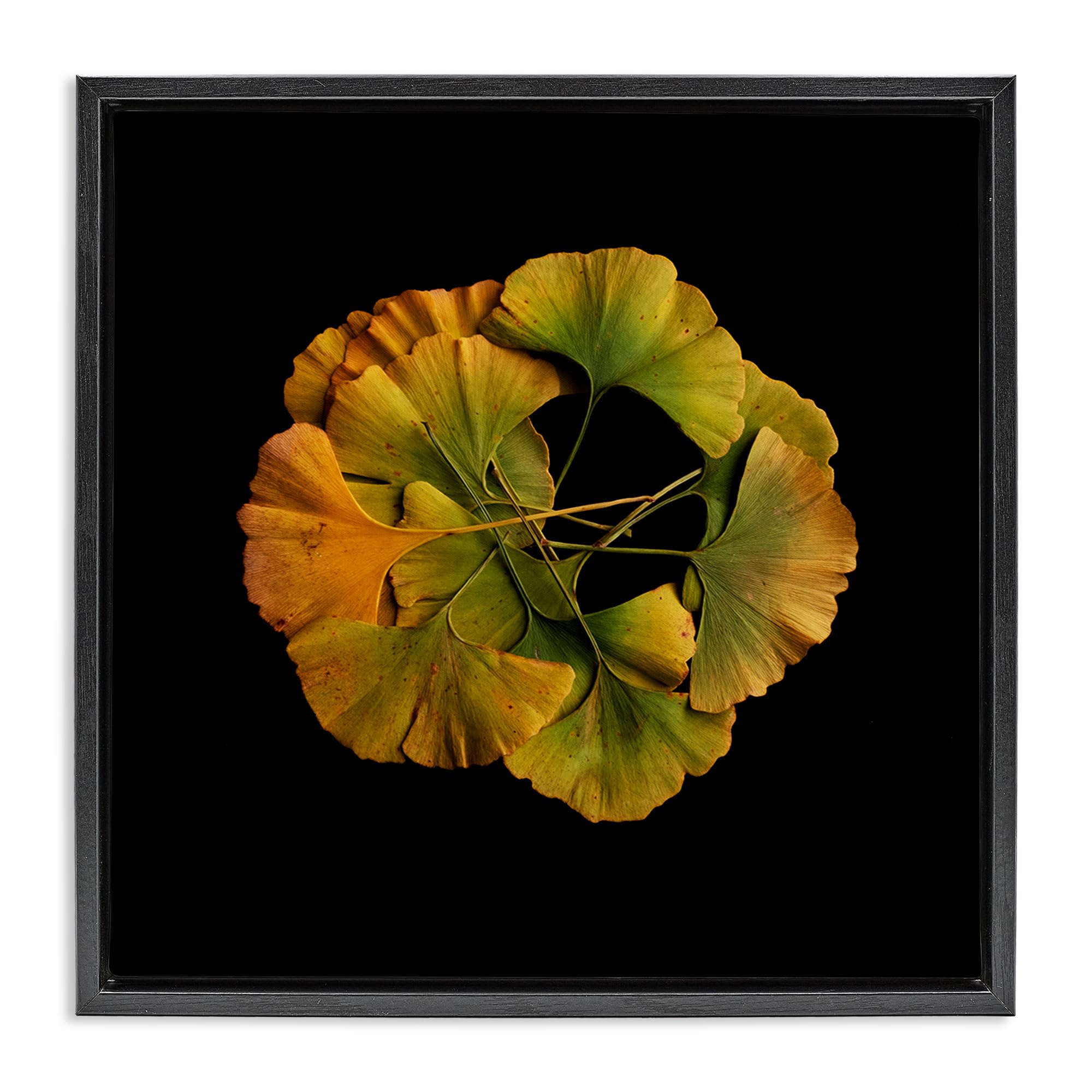 Stupell Industries Jet Black (Matte) 'Overlapping Ginkgo Leaves'| Floating Frame Canvas Art