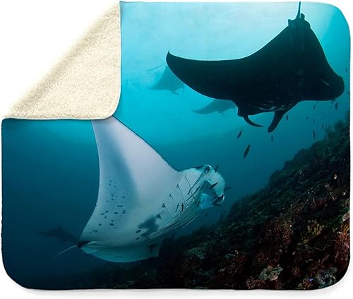 Miniatura 4 de CafePress Manta Rays Sherpa - Manta de forro polar de 60 pulgadas de largo x 50 pulgadas de ancho