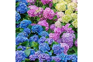 60+ Mixed Hydrangea Flower Seeds for Every Gardener