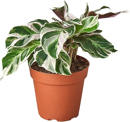 House Plant Shop  Calathea 'White Fusion' - Maceta de 4 pulgadas  Planta de interior viva  Fácil de cuidar  Planta de decoración natural  Grandes