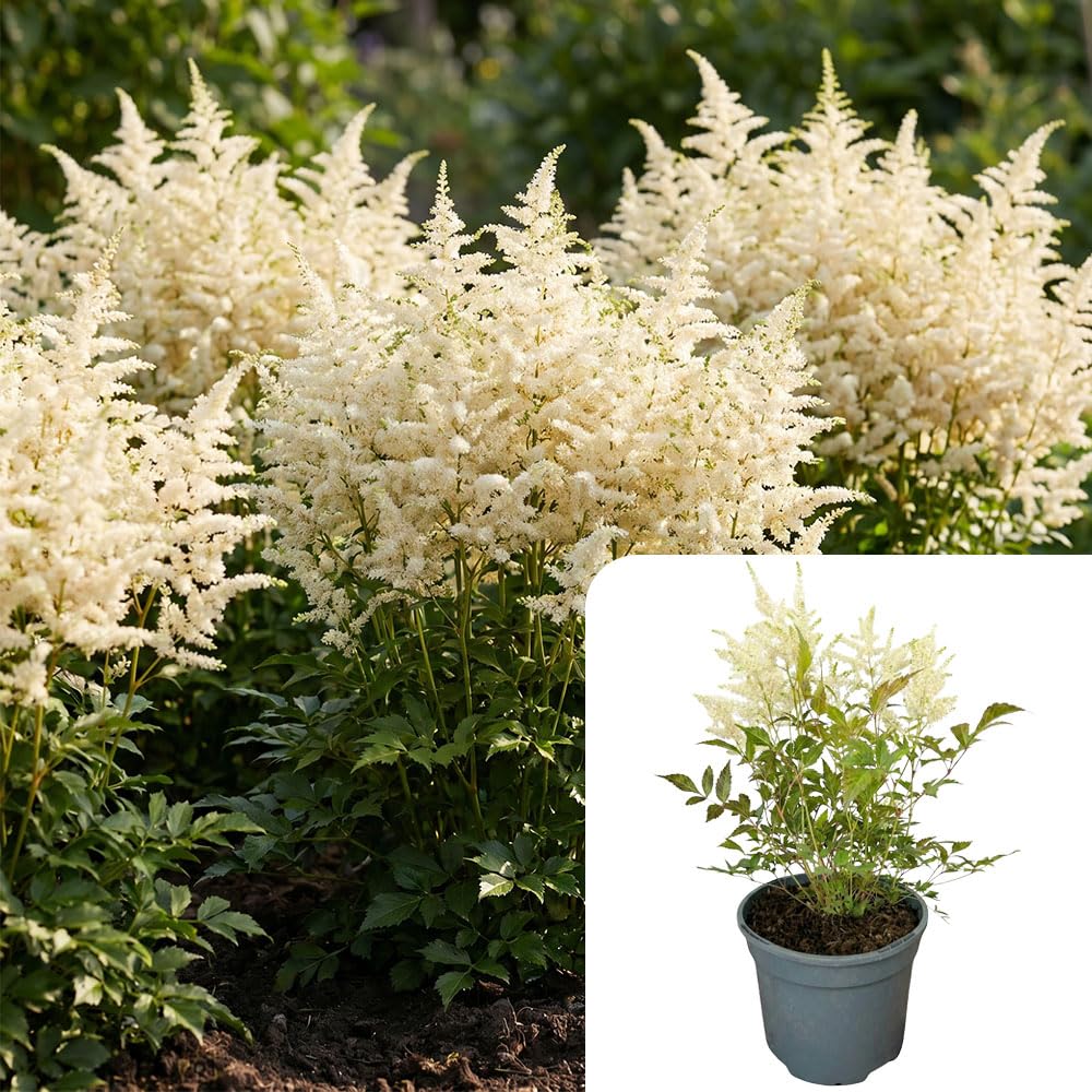 Astilbe βPearl Cascadeβ White β 1 Large Hardy Perennial Plant, Elegant Summer Flowers for Shaded Gardens, Garden-Ready 2L