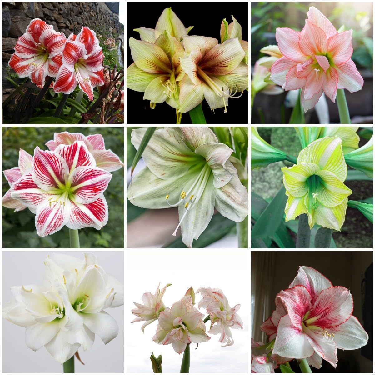 4 pcs amaryllis zwiebeln kaufen - topfpflanzen drauen winterhart  Hippeastrum rutilum zwiebel, hochbeet balkon frhlingsblher zwiebeln  flower mittagsblume winterhart deko bro frhblher : Amazon.de: Garten
