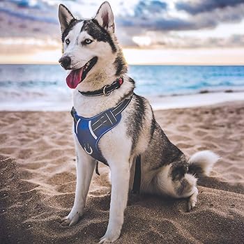 babyltrl dog harness