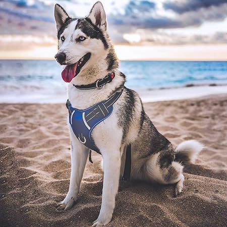 paw five core 1 harness