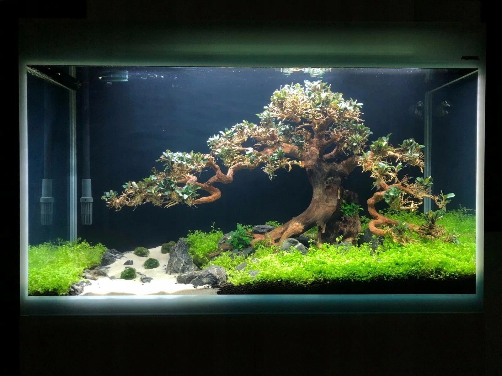 Aquarium Wurzel 20x15 cm Deko für Aquascaping