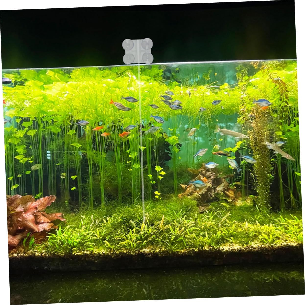 Yardwe 4pcs Fish Tank Divider Clips Cups Isolation Clips for Aquarium Breeding and Practical Tank Compartment Suitable for Freshwater and