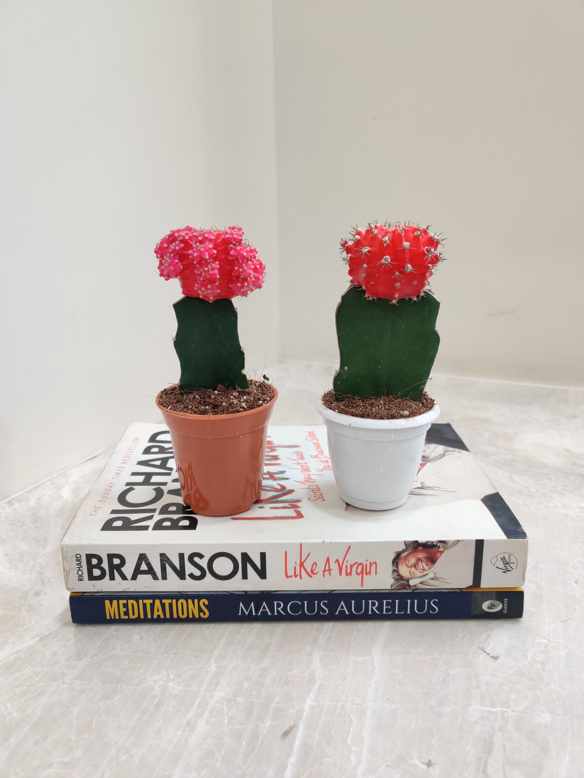 Moon Cactus Plants - 4 Colorful Air Purifiers -11 Moon Cactus Plants - 4 Colorful Air Purifiers -11