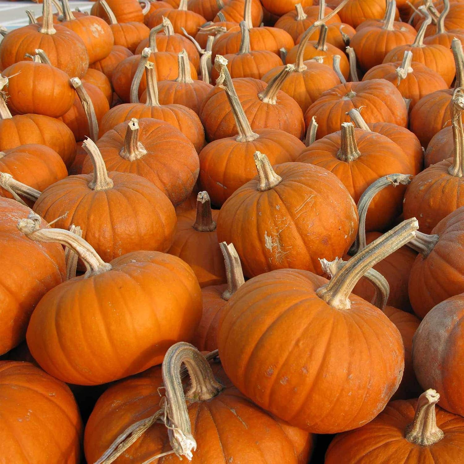 Pumpkin Garden Seeds - Baby Bear Pumpkins - 1 oz - Heirloom, Non-GMO - Golden Orange Pumpkin Variety - Vegetable Gardening Seed