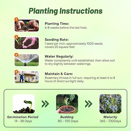 Miniatura 4 de Outsidepride Semillas de romero  2000 piezas. Cubierta perenne, tolerante a la sequía, semillas de hierbas fáciles de cultivar para plantar, atrae