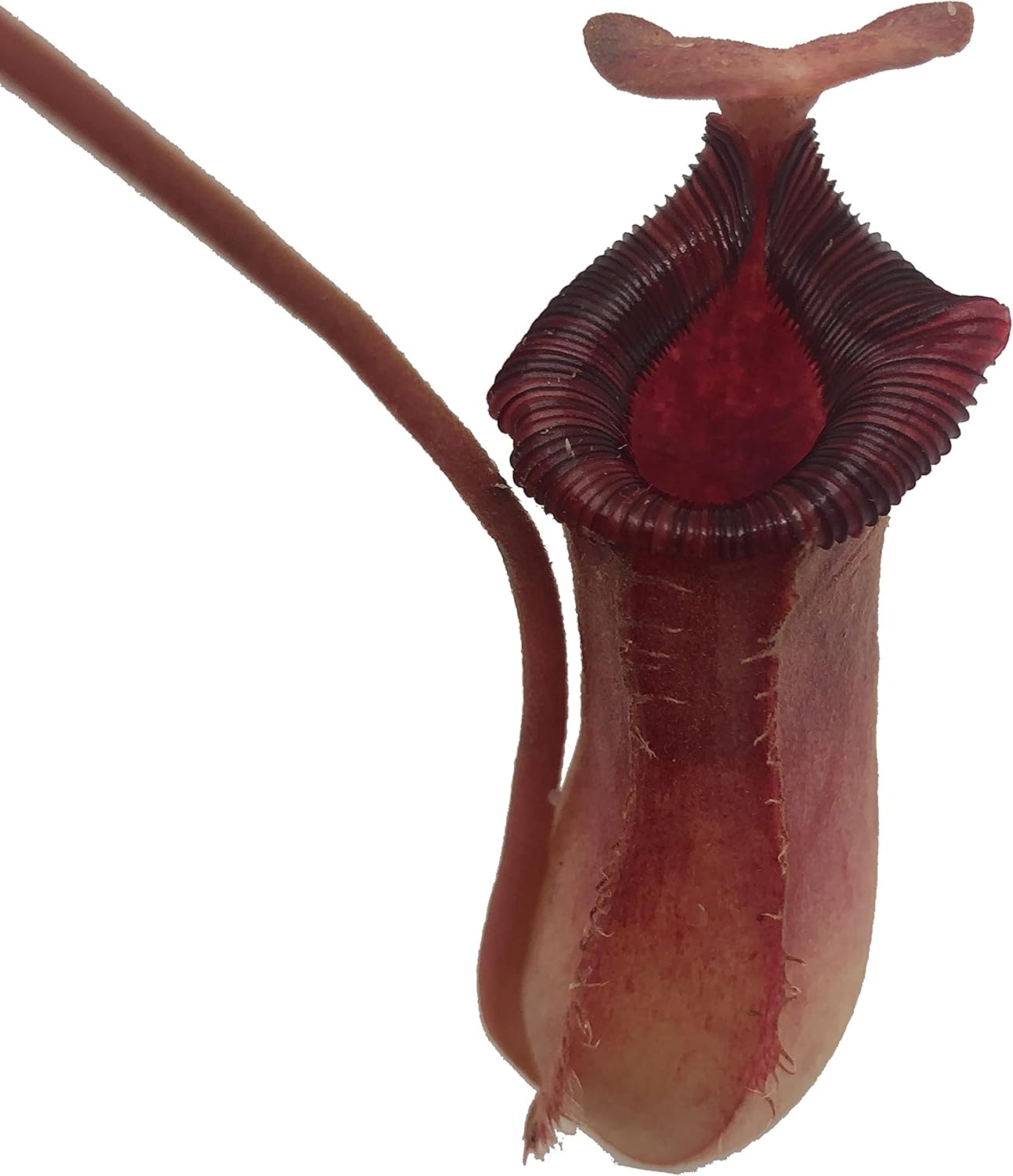 Nepenthes 'Briggsiana' (N.Lowii x N.Ventricosa Red) Tropical Carnivorous Pitcher Plant in 3" Pot