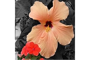 White Peach & Hibiscus Fragrance Oil for Candle and Soap Making