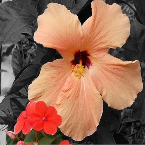 Miniatura 2 de Aceite de fragancia de melocotón blanco e hibisco (botella de 4 onzas) para hacer velas, fabricación de jabón, fabricación de tartas, aerosoles de