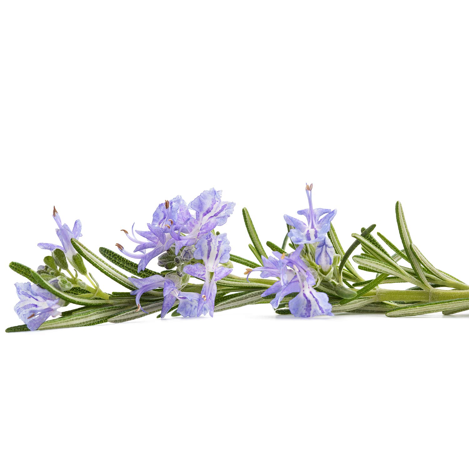 Mecitefendi Biberiye Yağı 20 Ml