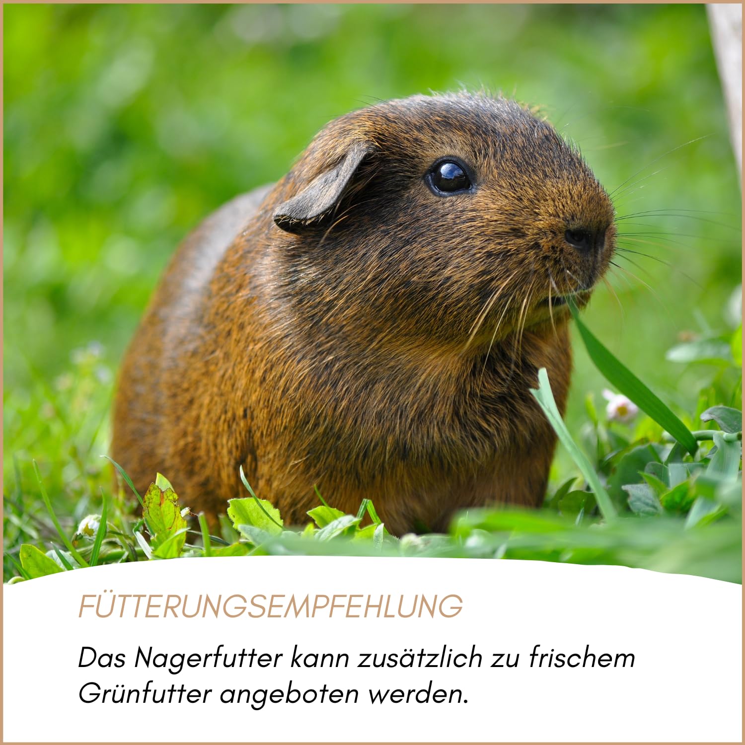 Supravit Nagerfutter I Kleintierfutter 25kg I Premium Futter | - Mischung ideal für Hamster, Kaninchen, Zwergkaninchen, Meerschweinchen, Mäuse & Ratten I Alleinfuttermittel für Nager