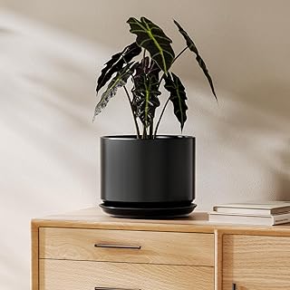 LE TAUCI Ceramic Pots for Plants, 8 Inch Plant Pot with Drainage Hole & ...