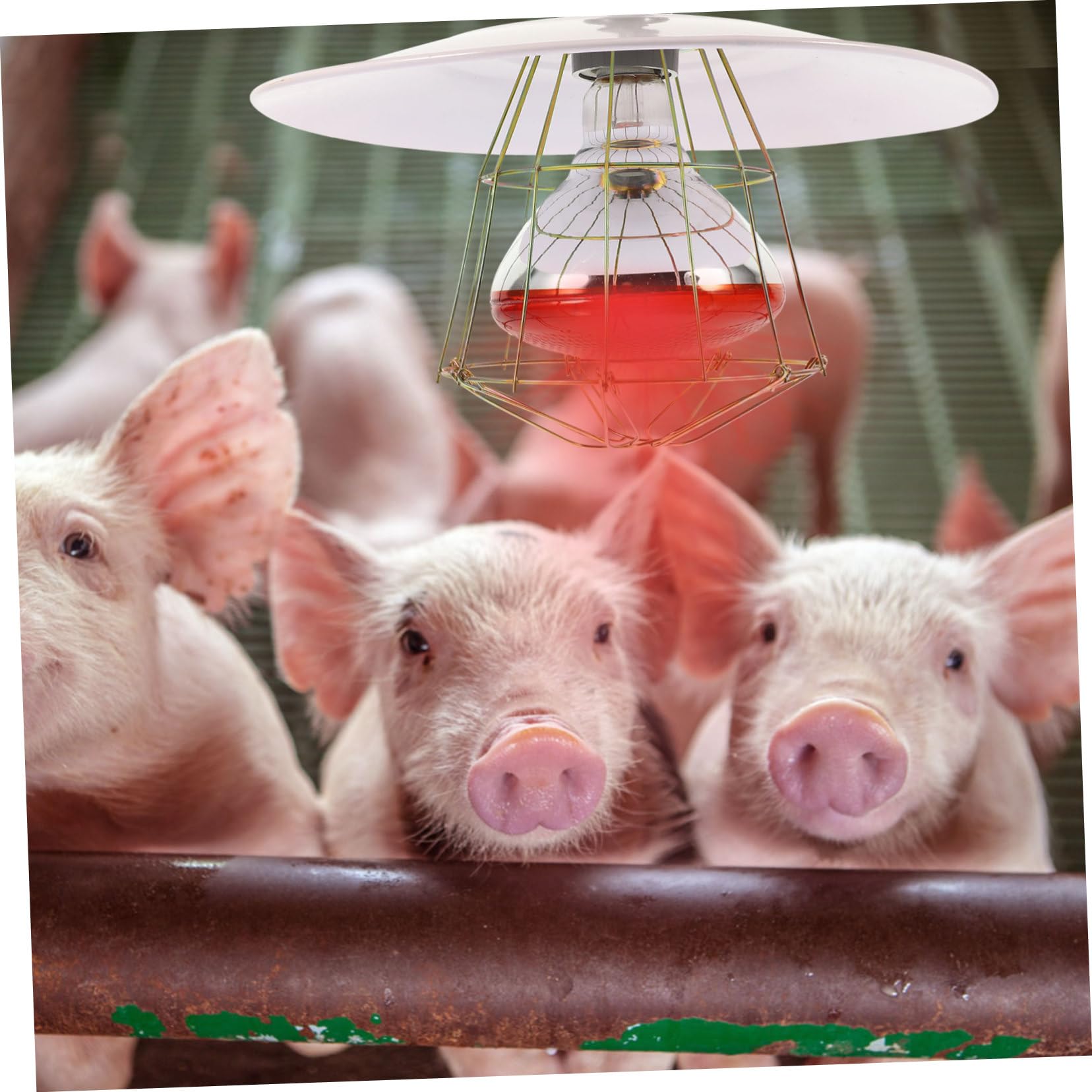 Gatuida Sichere Wärmelampe für Nutztiere mit Metallnetzschirm und Aluminium Bügel Einfache Installation für Kleine Schweinekäfige und Viehbrutkästen Zufällige Farbe