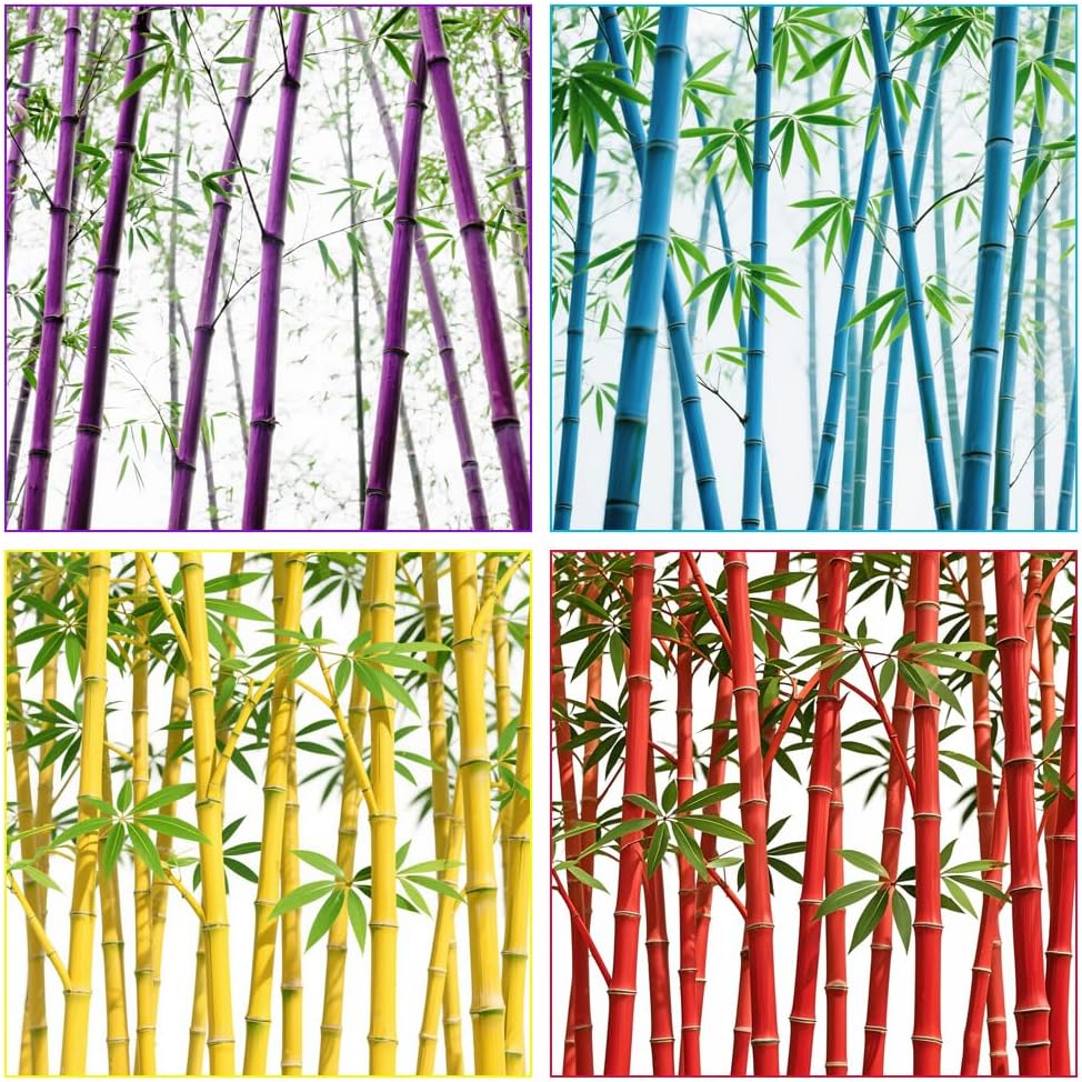 requested value: 200+ Giant Bamboo Seeds for Planting Outdoors, Privacy Screen Good for Environment Shade - Landscaping -Tolerant Home Decor Landscaping, Fast Growing