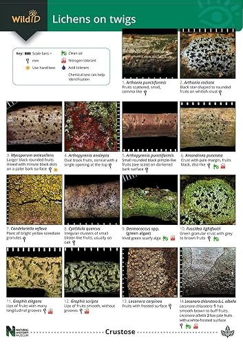A Key to Lichens on Twigs (Occasional Publications S.)