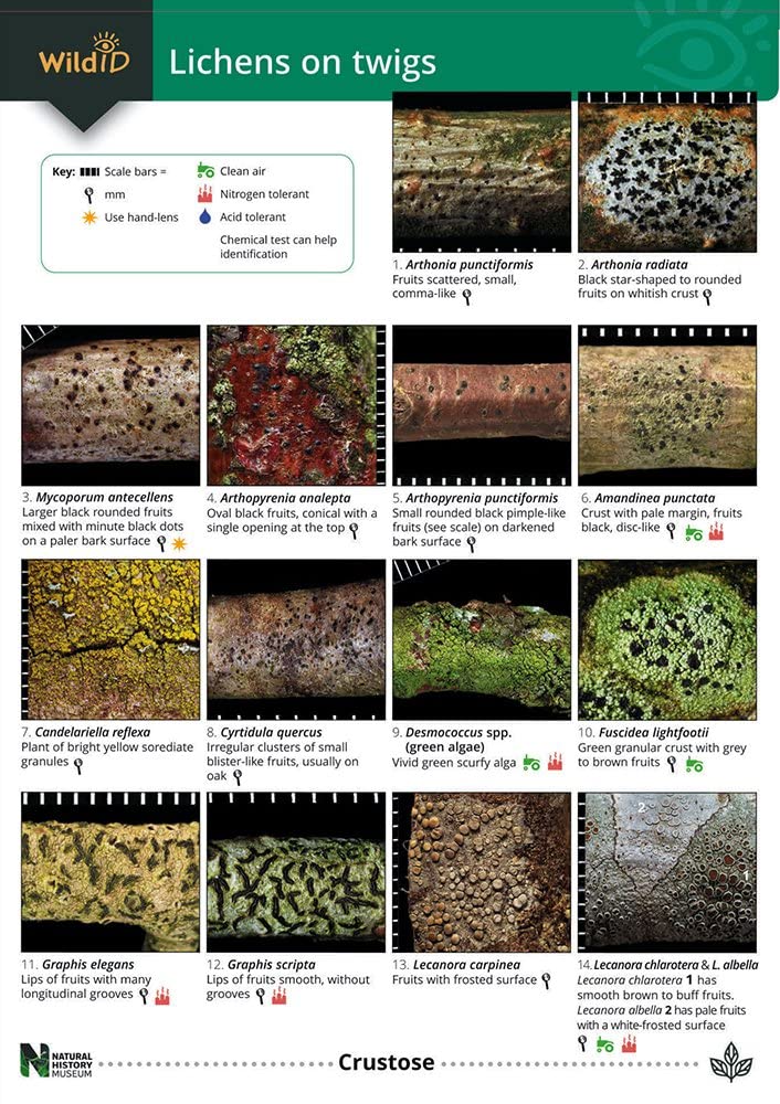Lichens on Twigs (WildID)