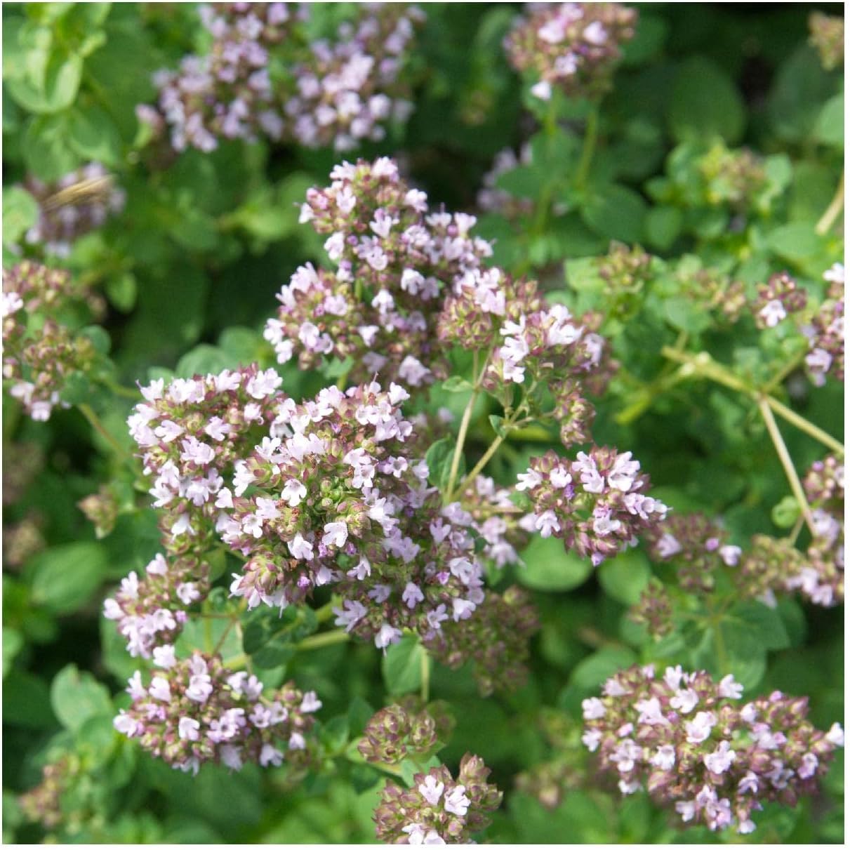 Everwilde Farms - 1/4 Lb Vulgare Oregano Herb Seeds - Gold Vault