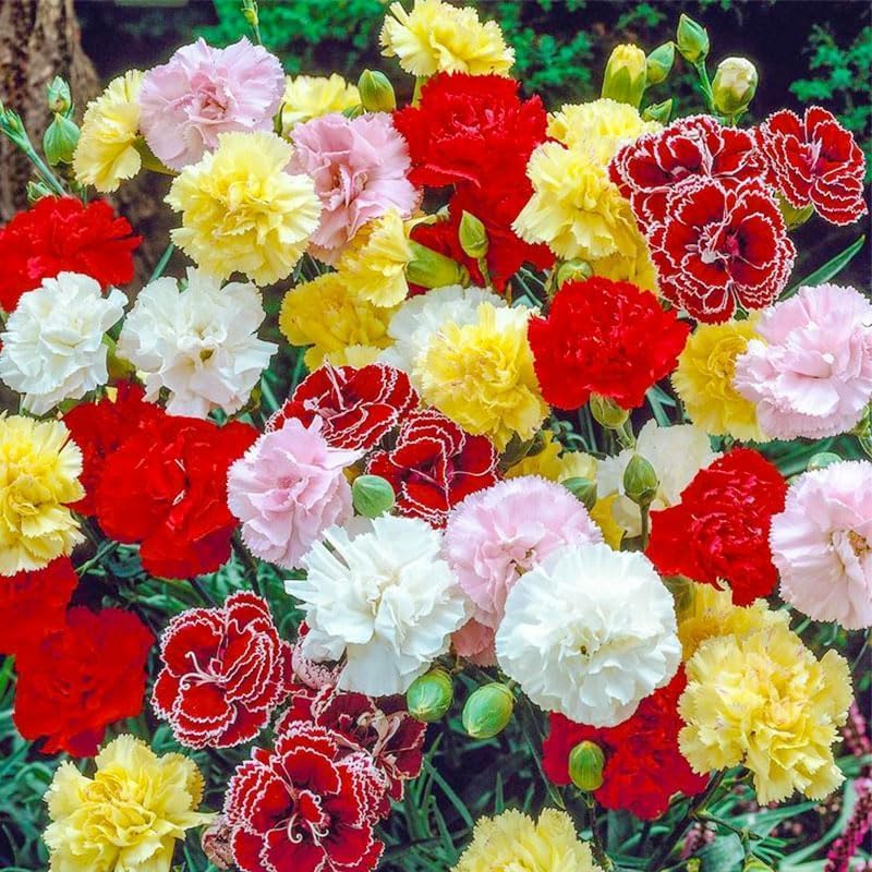 Miniatura 2 de 1000 semillas de clavel  Fragantes rosas de clavel, mezcla de reliquia con 8 colores, flores de tallo largo para ramos, floración continua, atrae