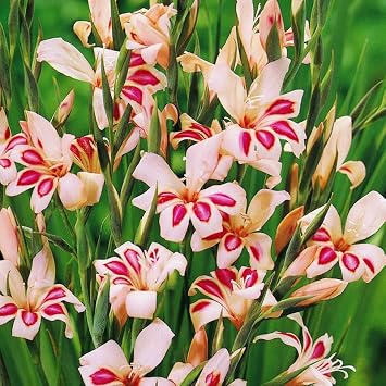 Impressive Hardy Miniature Gladiolus Flower Bulbs - 10 Bulbs per Pack - Attracts Butterflies and Hummingbirds - Good as Cut Flowers - Grows Well in Containers - Perennializing