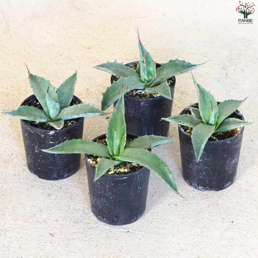 アガベ モンタナ アガベ・モンタナ｜Agave montana | DESERT INC.