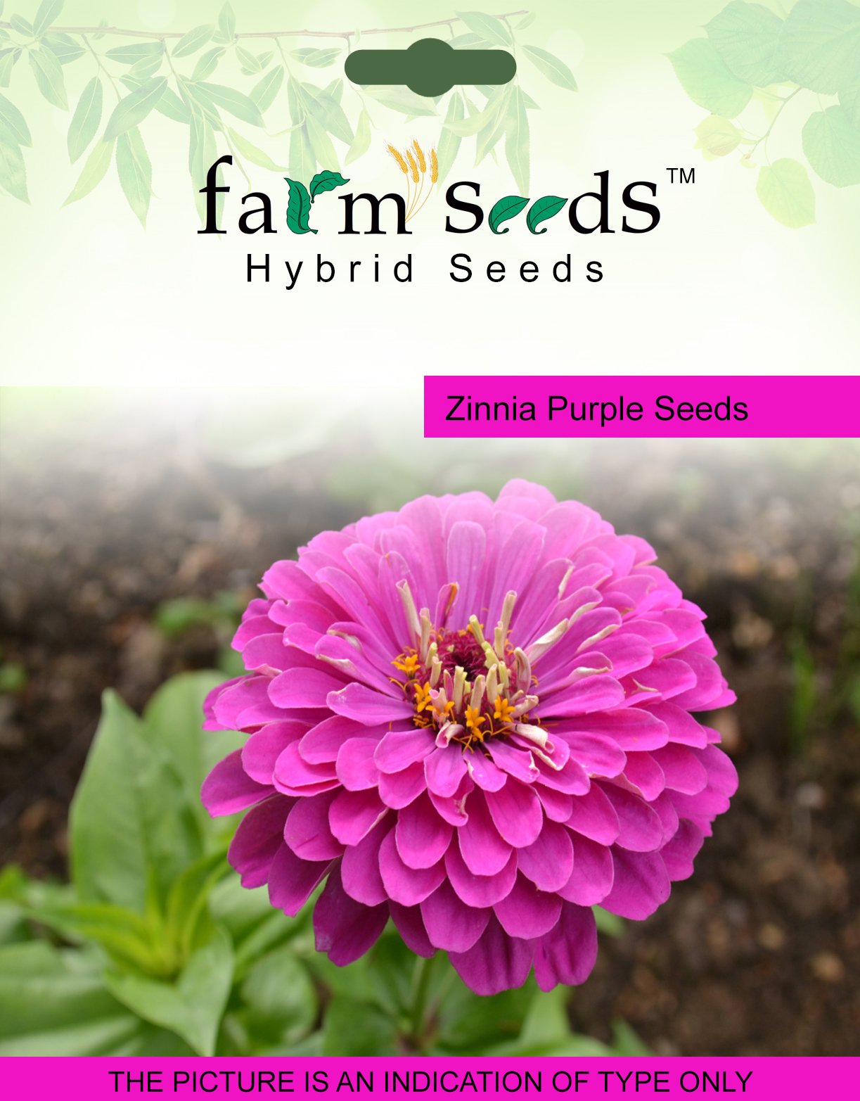 FARM SEEDS Zinnia Purple 1 Packet Seeds Seed (100 per packet)
