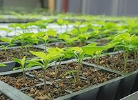 Vista 5 de Pepper Joe's Carolina Reaper Seeds - Paquete de 10 semillas de chile más calientes del mundo, cultivadas en Estados Unidos, semillas de Carolina