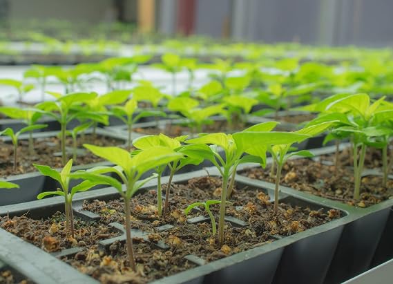 Pepper Joes Ghost Pepper Seeds Pack of 10+ Superhot Chili Pepper Seeds USA Grown Premium Non-GMO Bhut Jolokia Seeds for Planting in Your Garden
