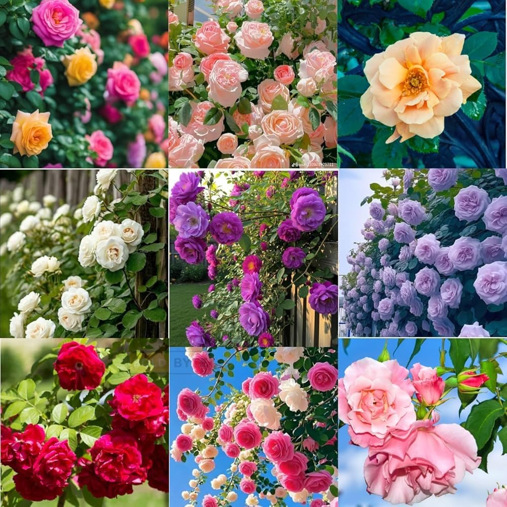 250+ Seeds || All Time Bloom Climbing Rose Imported Flower Seeds – Multi Colour Hybrid Variety, 96% Germination, Fast Growing Creeper for Balcony, Garden & Terrace || Pack of 250+ Seeds.-image-27