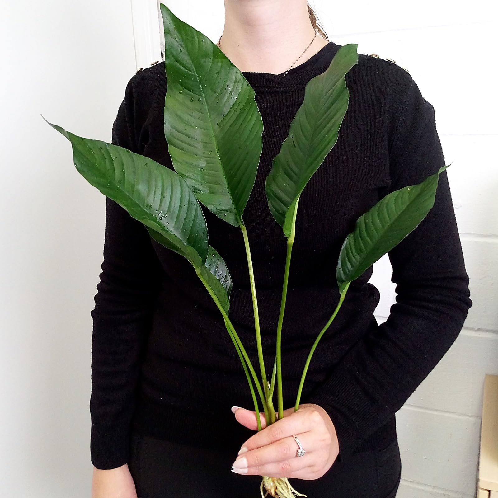 Anubias Heterophylla XXL 30-50 cm Live Aquarium Plant Large Upright Broad Leaves Epiphyte for Freshwater Tropical Tank K2aqua