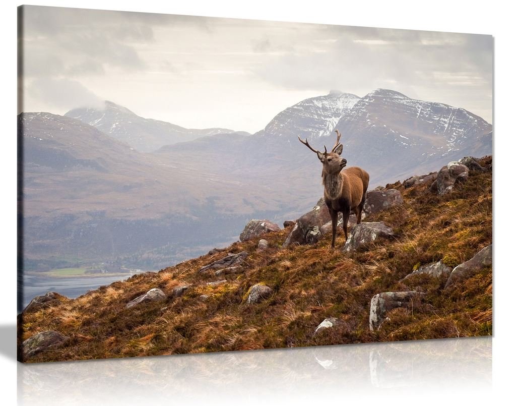 Panther Print Earthy Tones And Natural Colors Wild Stag Scottish Highlands Canvas Wall Art Picture Print (36X24)