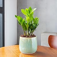 Vista 3 de GASPRO 5lb de bolas de arcilla expandida orgánicas para plantas, 100% naturales, bolas Leca para el desarrollo de raíces en macetas, mezcla