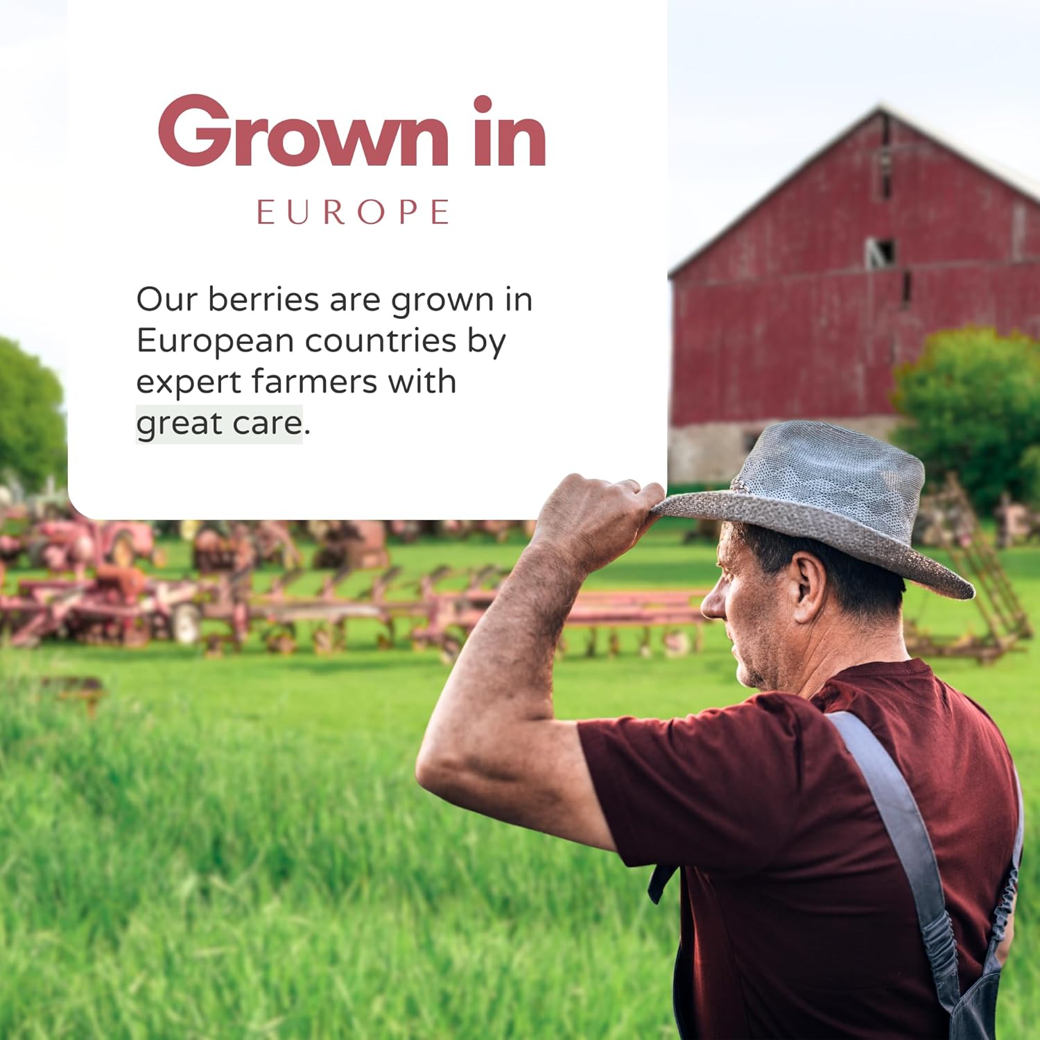 Dried Elderberries Organic 1 lb Bulk Bag - USDA Certified, Non-GMO Sambucus Nigra, Whole Dried Elderberry - Natural, No Added Sugar, No Preservatives - Image 6