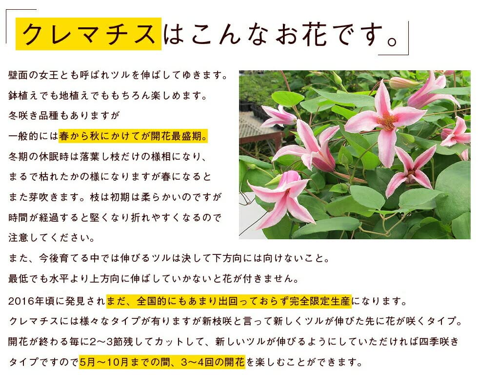 Amazon.co.jp: クレマチス プリンセスダイアナ 6号鉢 3年生以上 Amazon.co.jp: クレマチス プリンセスダイアナ 6号鉢 3年生以上