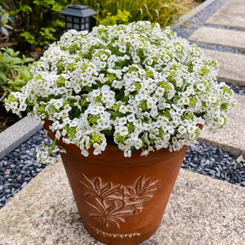 50 Stck Stechpalme Samen Winterhart  Ilex Bonsai & Bodendecker Samen Fr  Balkon, Garten & Winterharte Pflanzen