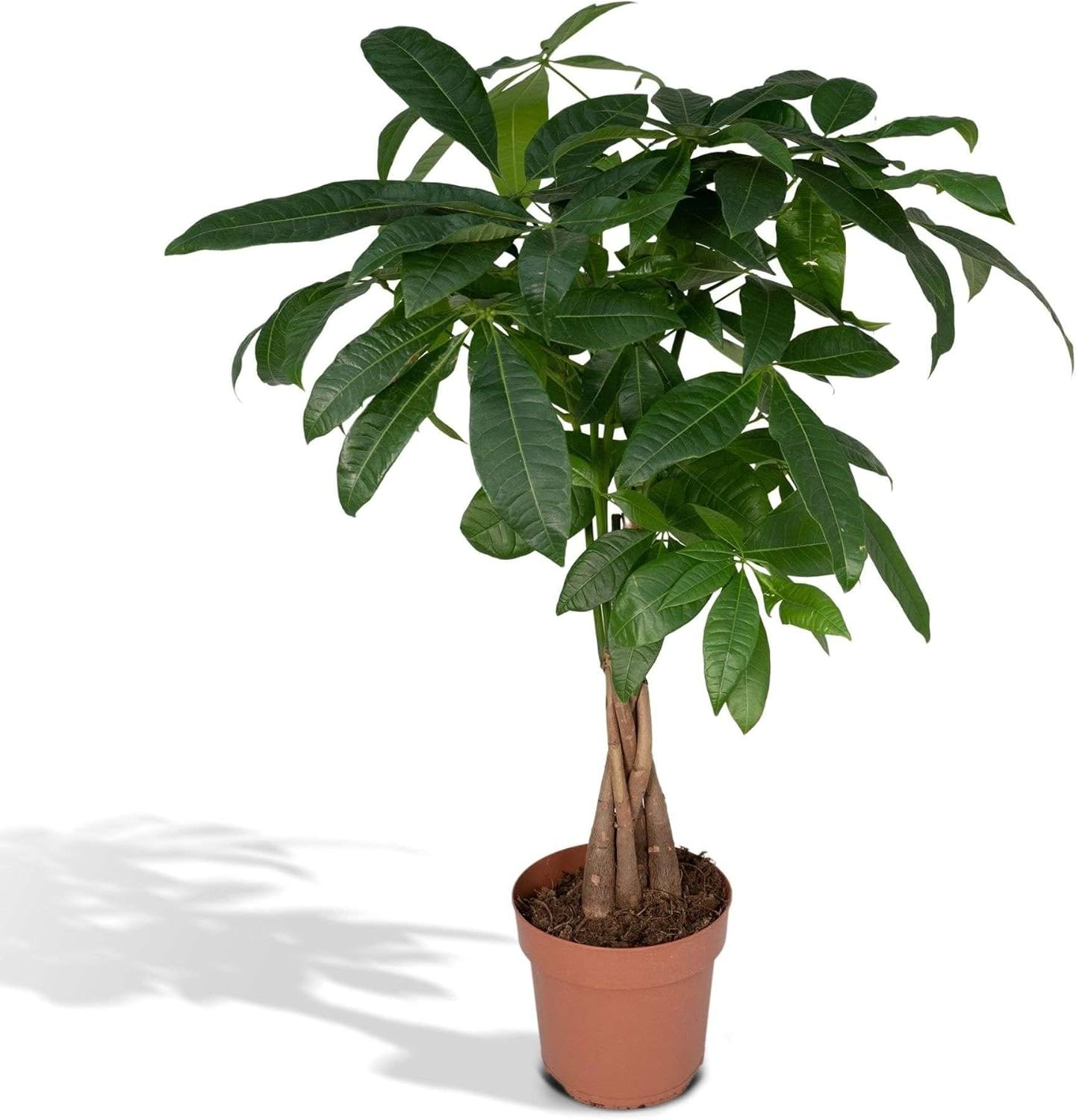 Geldbaum Geflochten Pachira Aquatica Geldbaum Mit Geflochtenem Stamm   Pflegeleichte Zimmerpflanze Im Korb, Grn, Topf 21cm, Hhe 80-90cm