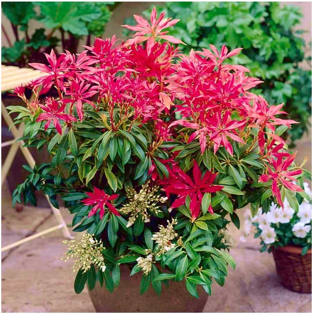 GrowOn Shrubs [2 Litre] Pieris Japonica 'Forest Flame' | Evergreen Shrub | Outdoor Garden Ready Plant | Spring Flowering | White Flowers