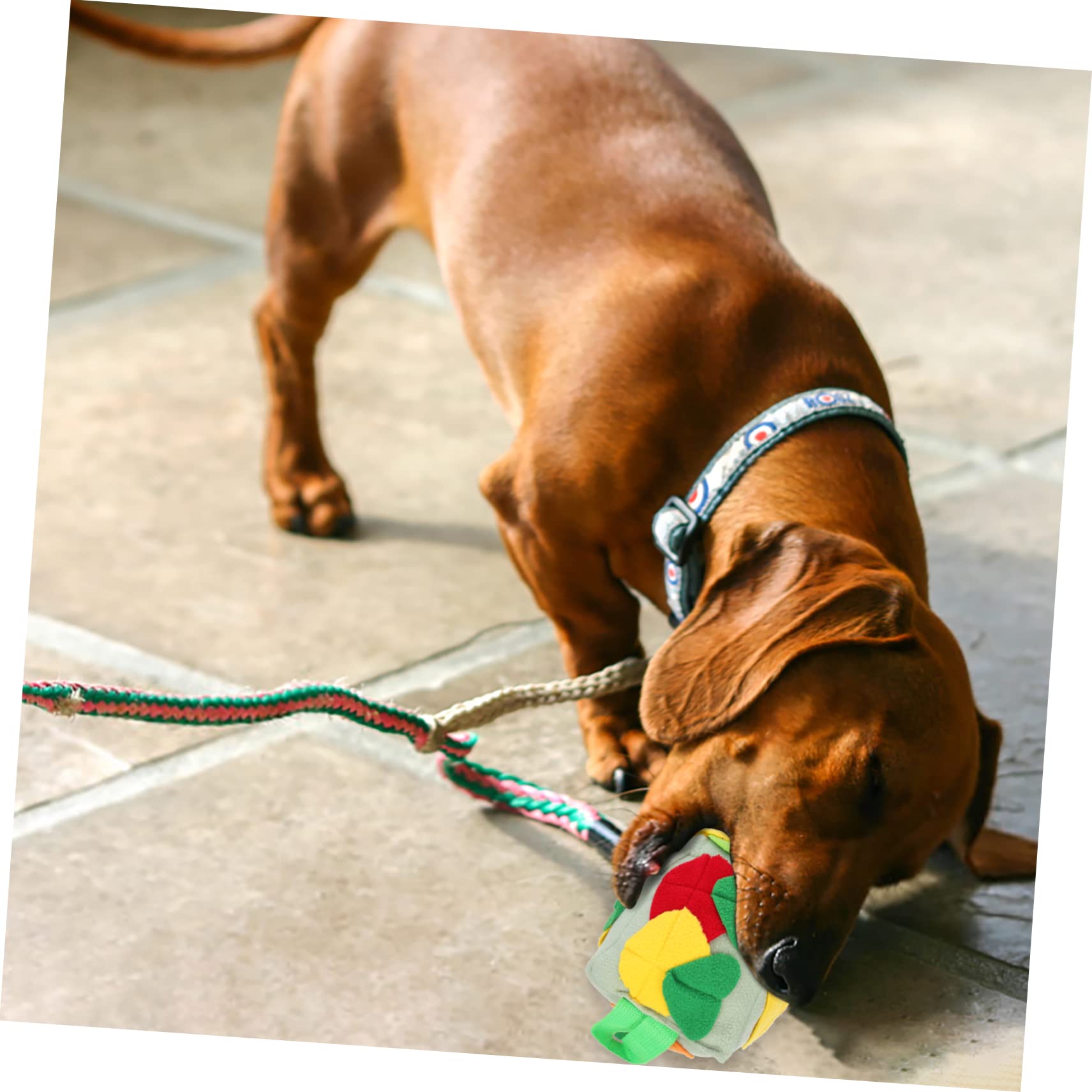 BESPORTBLE 3stücke Futterspielzeug Für Hunde Interaktiver Schnüffelball Und Kauspielzeug Für Langsames Fressen Foraging Und Spiel Lebendige Grüne Farbe Fördert Geistige Stimulation Und