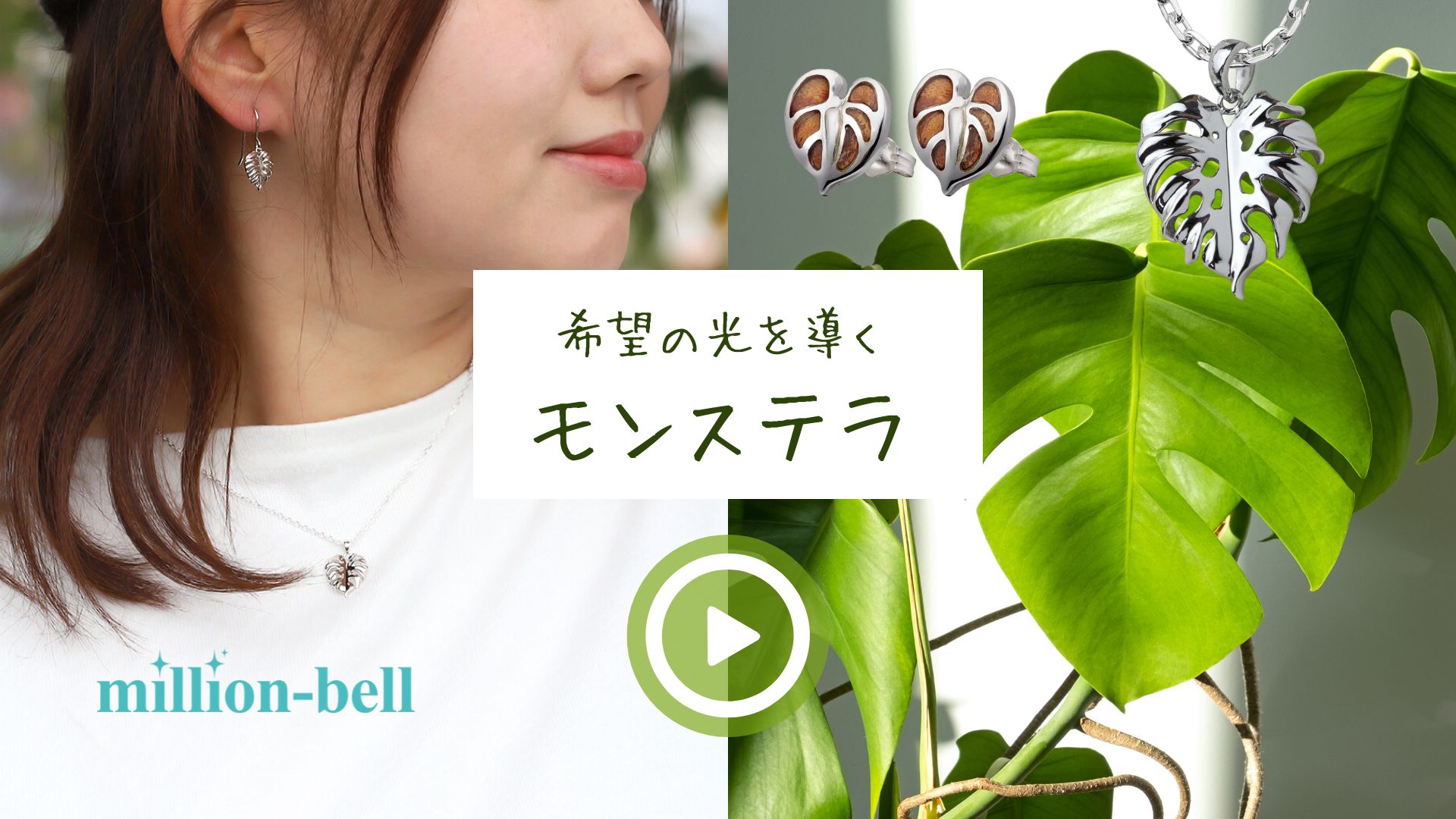 14kgf ホワイトシェル  (モンステラ) 14kgf ホワイトシェル (モンステラ)