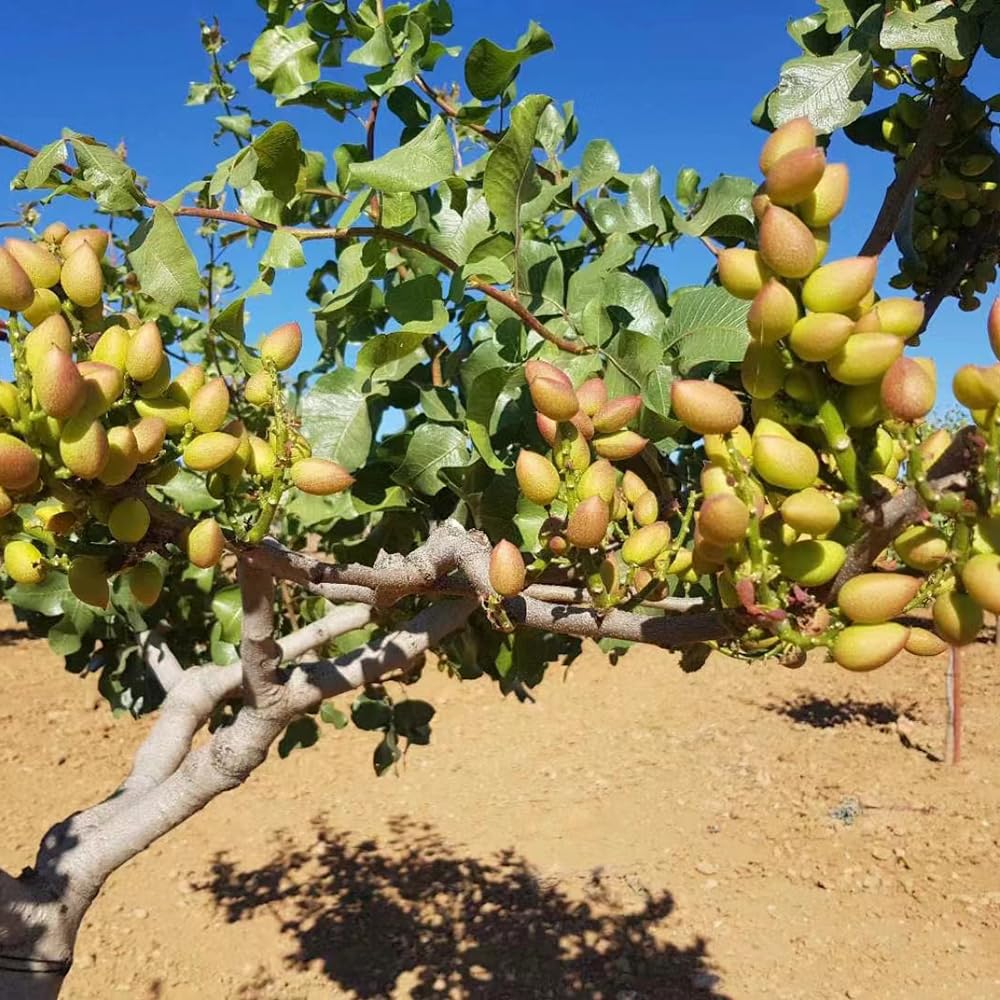 6 Semillas De Árbol De Pistacho (Pistacia Vera) - Para Germinar En Maceta O Jardín