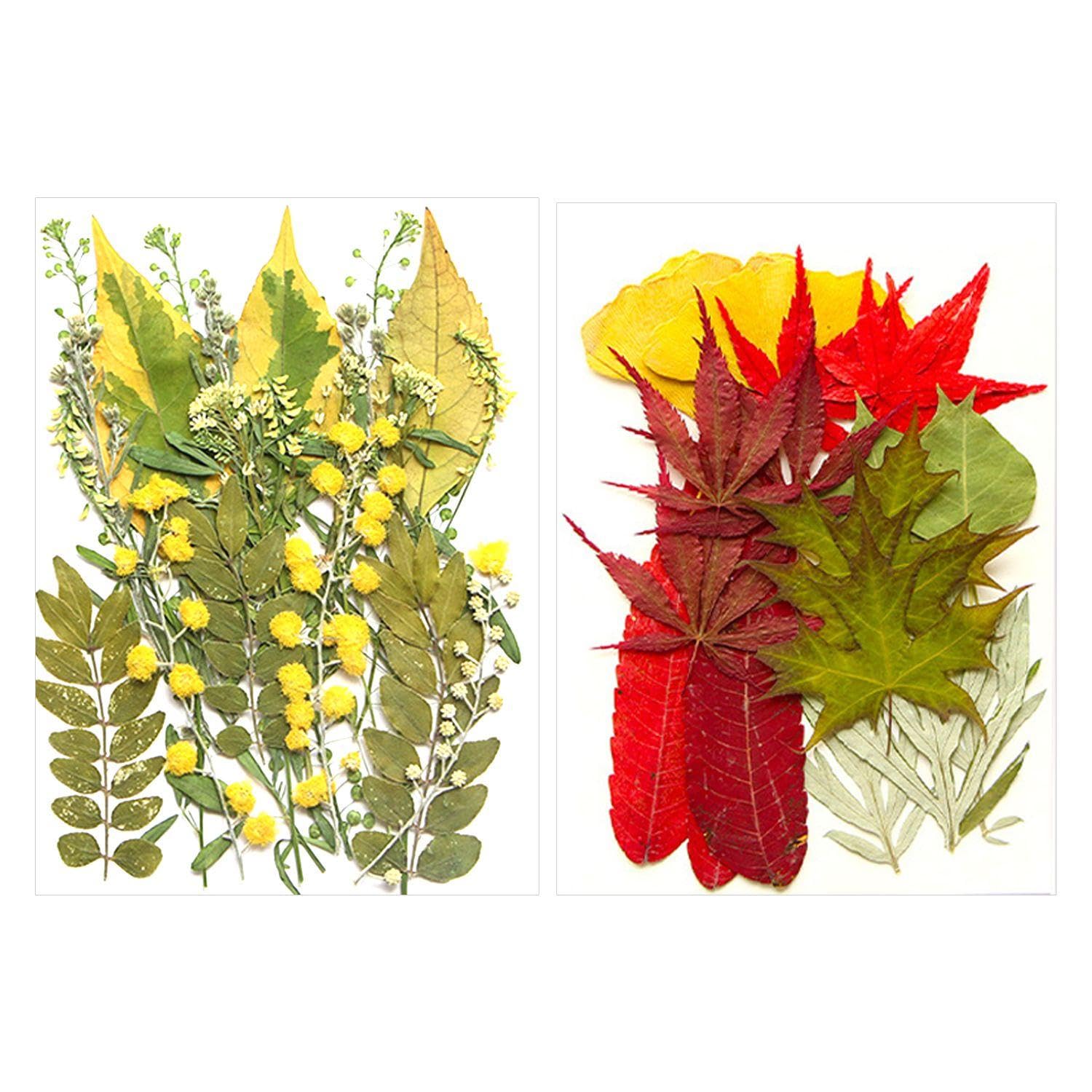 VEHYEGOI 42 Pieces Of Dried Flower Embossing, Plant Specimens, Diy Handicraft Materials, Can Be Used To Decorate Soaps